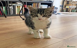 Mixed Breed cats for sale: Sweet male kitten - Image 4
