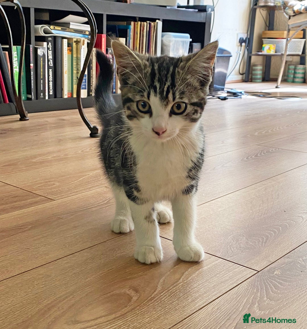 Mixed Breed cats for sale: Sweet male kitten - Image 4