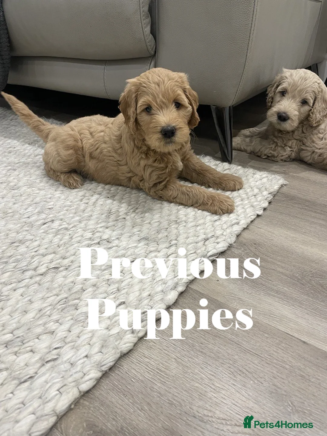 Double Doodle dogs for sale: Nell is expecting Double Doodles  - Advert 24