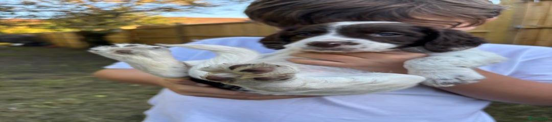English Springer Spaniel Puppy 5