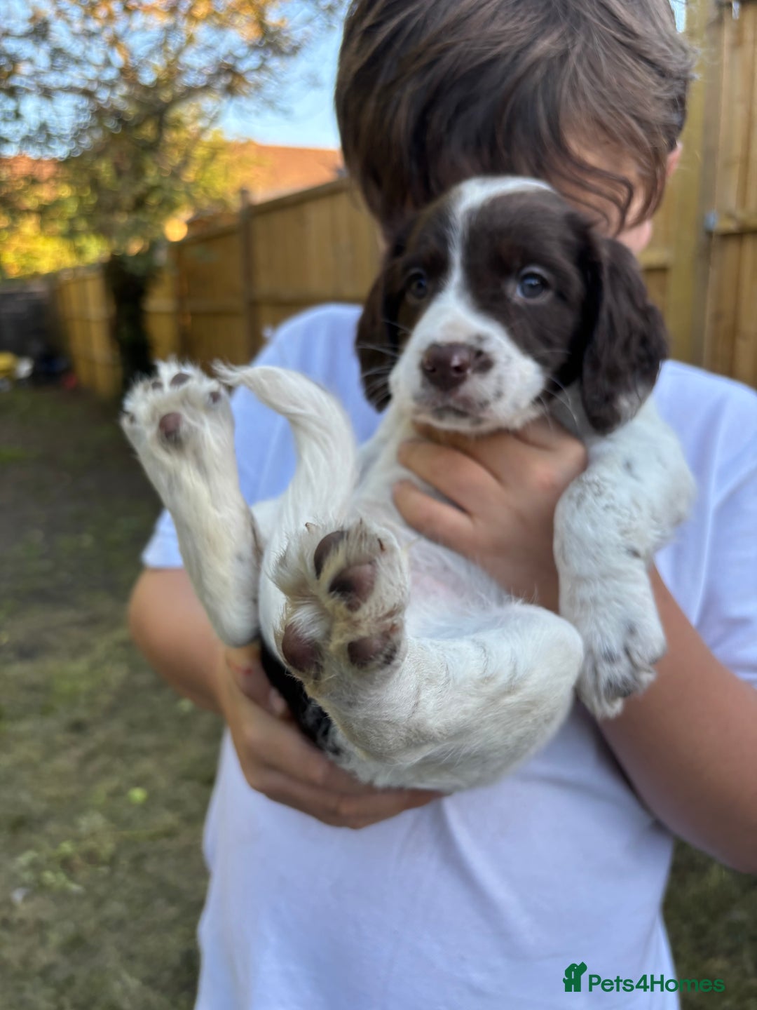 English Springer Spaniel dogs for sale: Gorgeous English Springer spaniel puppies - Image 26