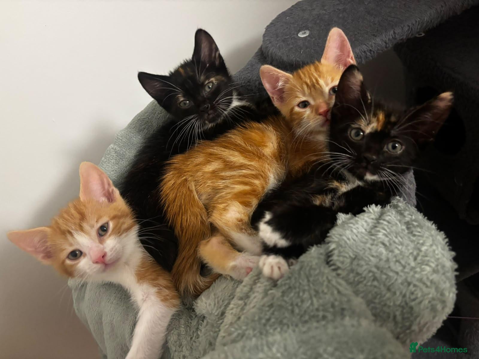 Mixed Breed cats 2 Black and ginger female kittens - Advert 7