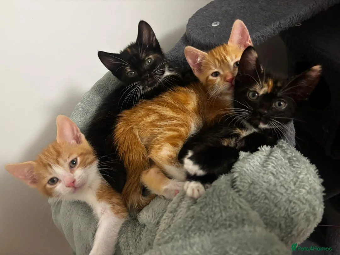 Mixed Breed cats for sale: 2 Black and ginger female kittens - Advert 1