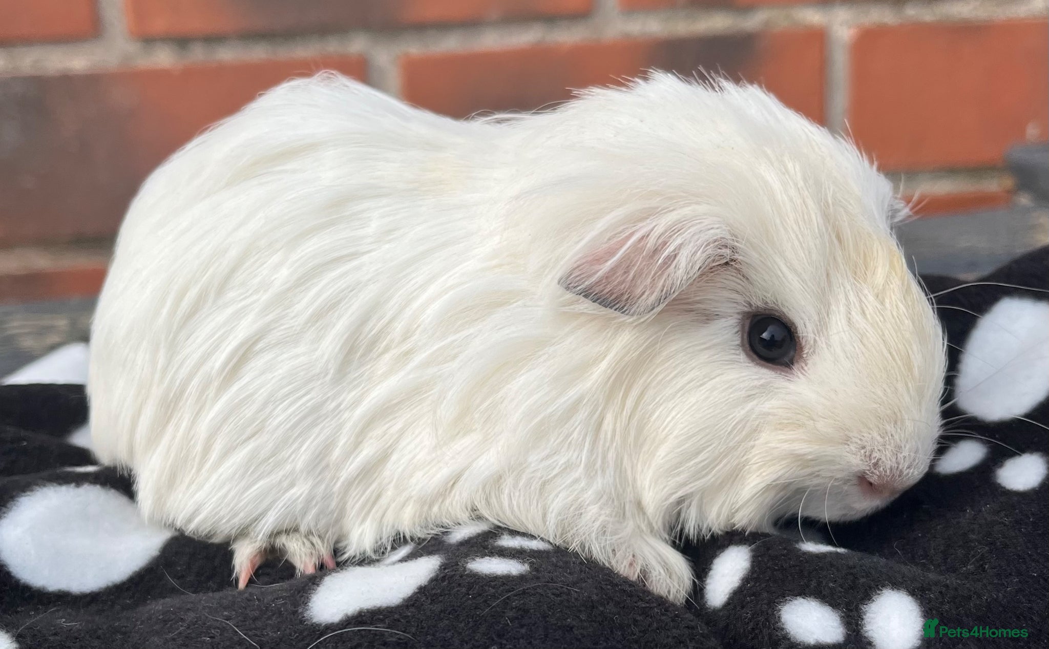 Guinea Pig rodents Guinea pigs Sheltie, coronet, Texel, merino.  - Advert 15
