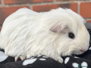 Guinea Pig rodents Guinea pigs Sheltie, coronet, Texel, merino. - Advert 15