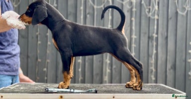 Dobermann dogs - Advert 8