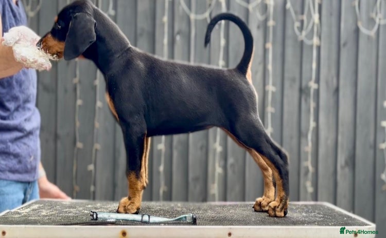 Dobermann dogs - Advert 3