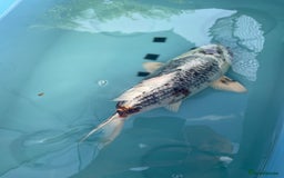 Koi Carp fish for sale: Koi Carp - Image 5