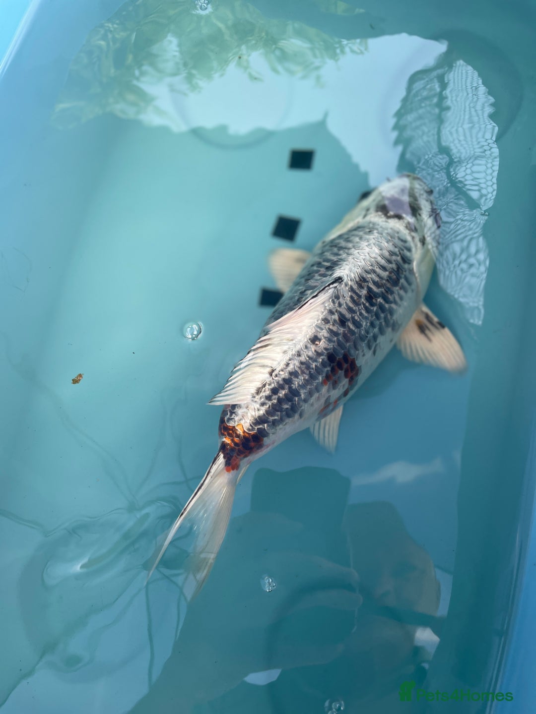 Koi Carp fish for sale: Koi Carp - Image 5