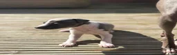 Italian Greyhound dogs for sale: KC reg boys available  - Advert 10