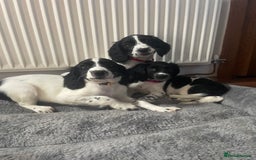 English Springer Spaniel dogs for sale: Beautiful English Springer Spaniels - Image 12