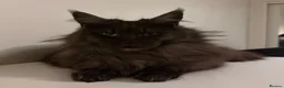 Maine Coon cats for sale: READY NOW🐾STUNNING GCCF REGISTERED MC KITTENS🐾 - Advert 31