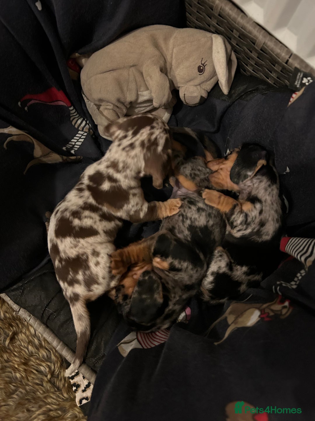 Miniature Dachshund dogs for sale: 2 stunning miniature dachshunds 🔆 - Advert 7