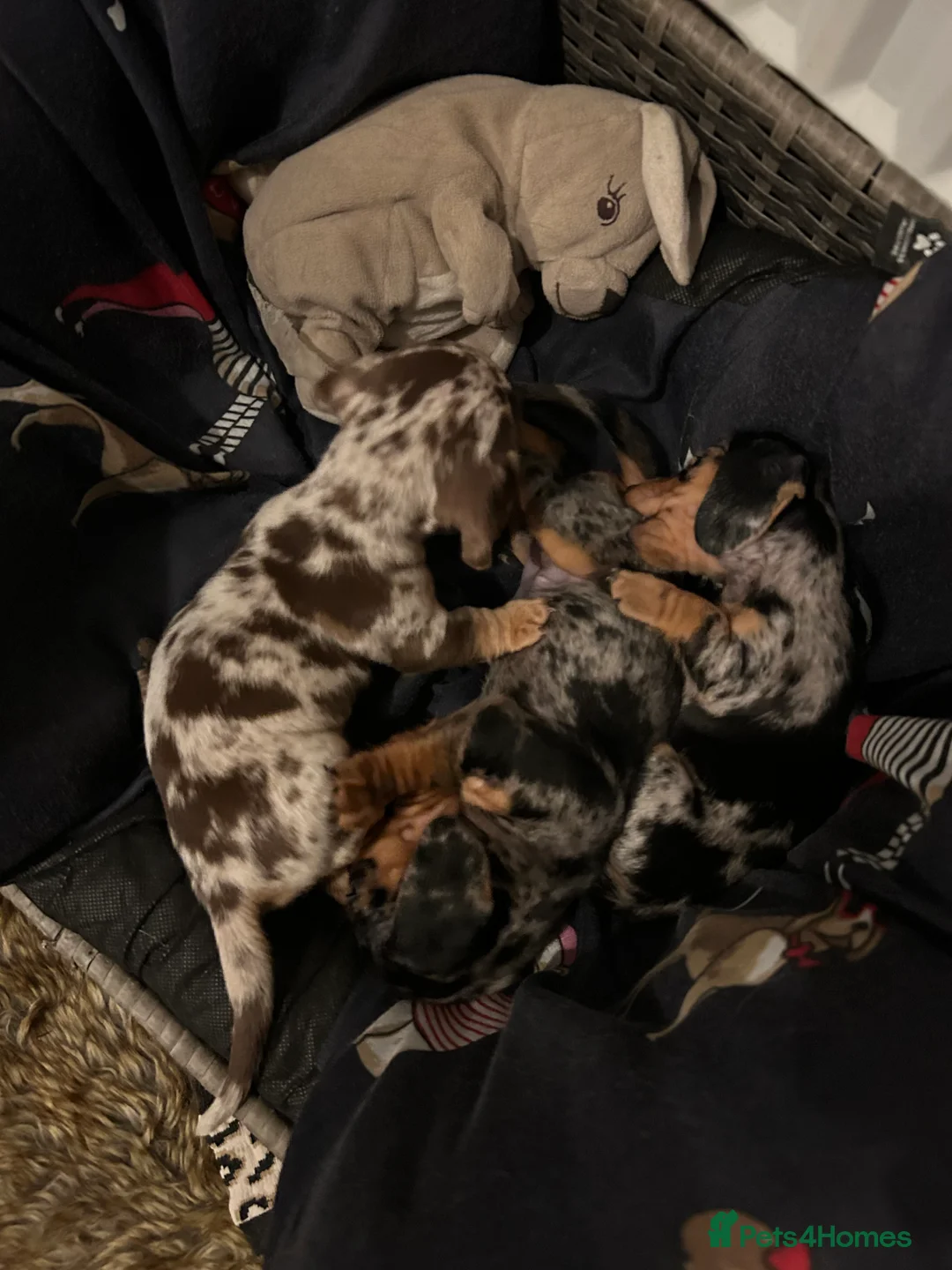 Miniature Dachshund dogs for sale: 2 stunning miniature dachshunds 🔆 - Advert 7