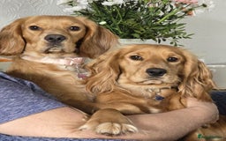 Cocker Spaniel dogs for sale: Cocker spaniel - Image 8