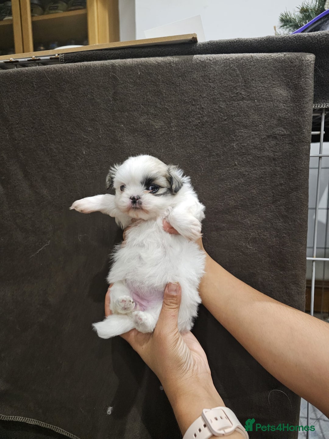 Mixed Breed dogs for sale: Shiranian pups shih tzu cross pomeranian  - Advert 3