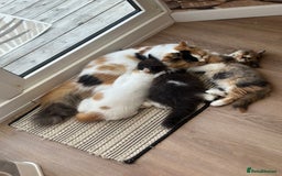 British Shorthair cats for sale: Pedigree Champion line BLH/BSH kittens 🩵🩷💙 - Image 21