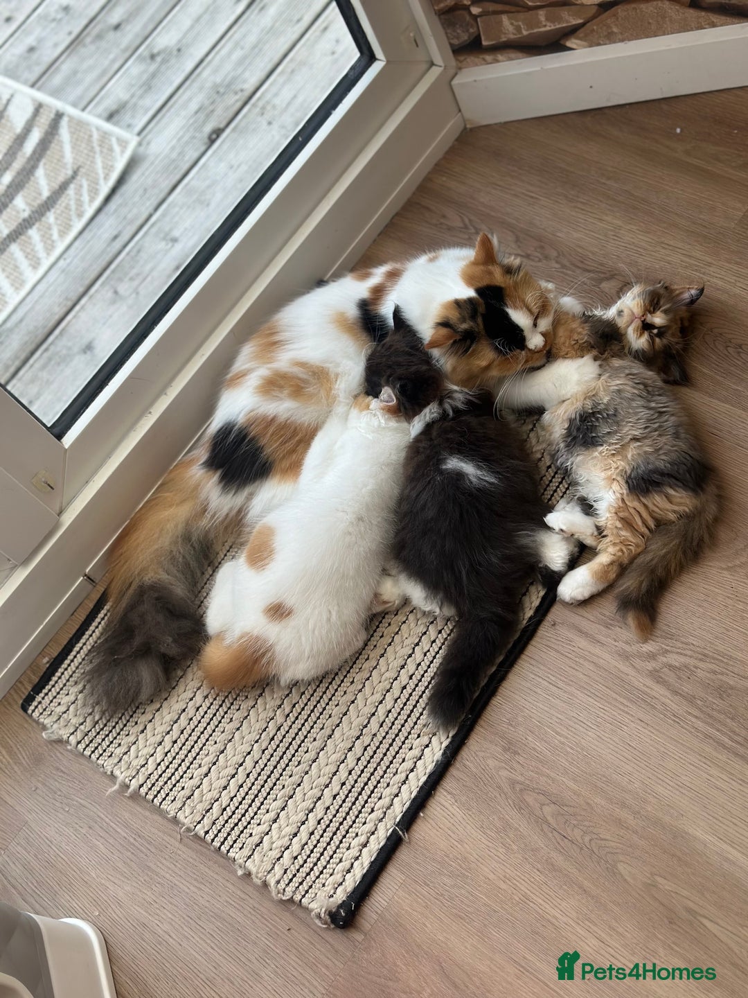 British Shorthair cats for sale: Pedigree Champion line BLH/BSH kittens 🩵🩷💙 - Image 21