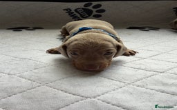 Dachshund dogs for sale: Litter of miniature dachshunds born 12/9/25 - Image 12