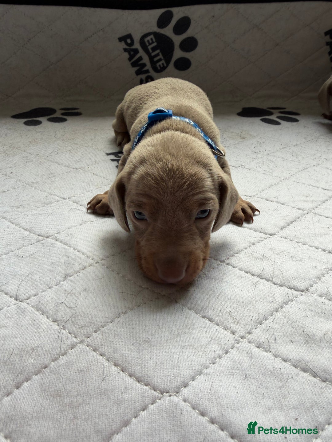 Dachshund dogs for sale: Litter of miniature dachshunds born 12/9/25 - Image 12