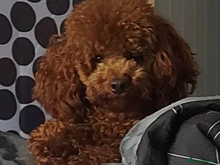 Toy Poodle dogs *Red Toy Stud Dog, KC Reg'd & DNA Tested Clear* in Leyland - Advert 3