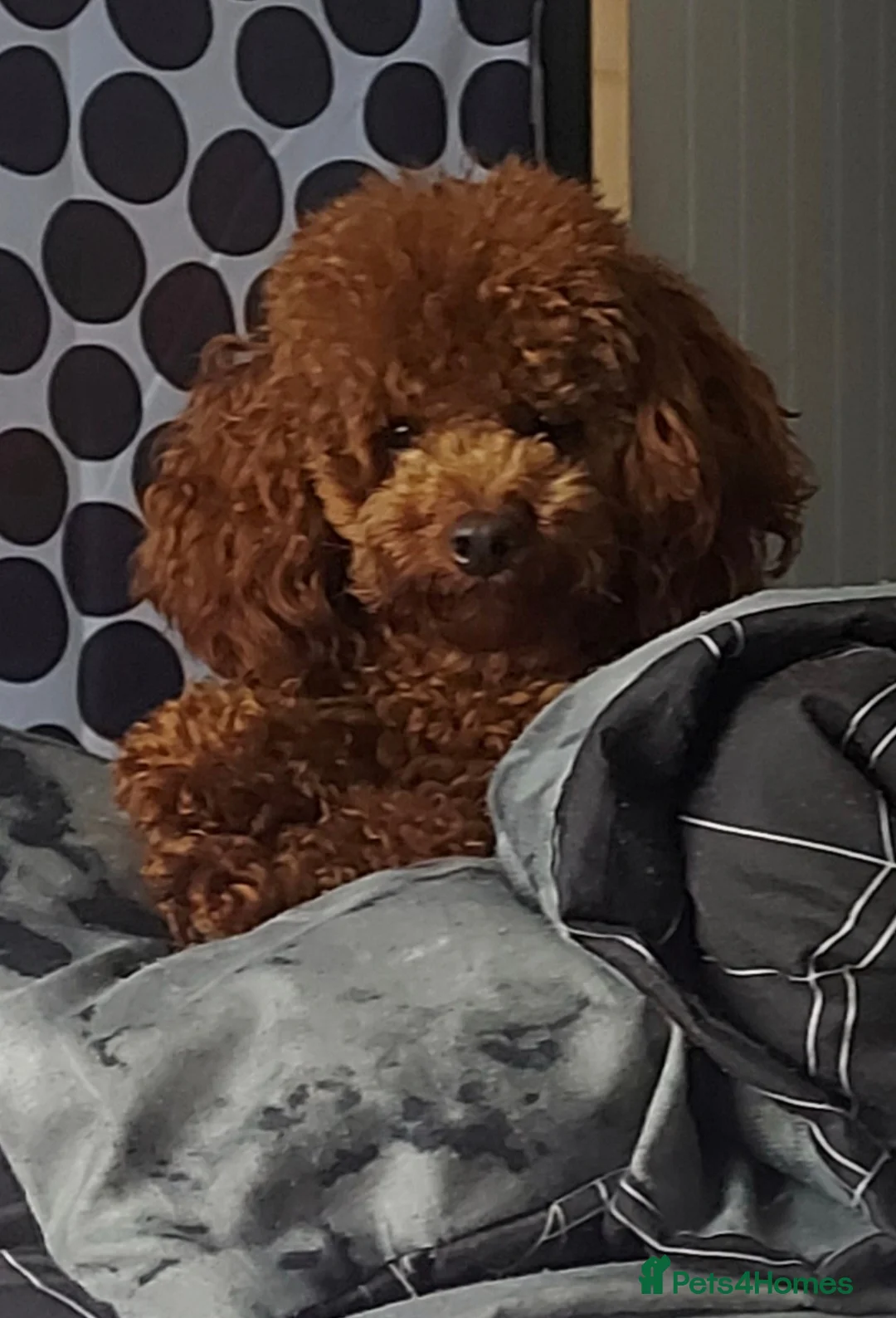 Toy Poodle dogs for stud: *Red Toy Stud Dog, KC Reg'd & DNA Tested Clear* in Leyland - Advert 1
