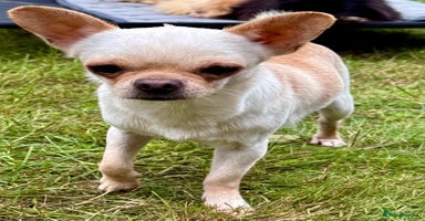 Chihuahua dogs - Advert 9