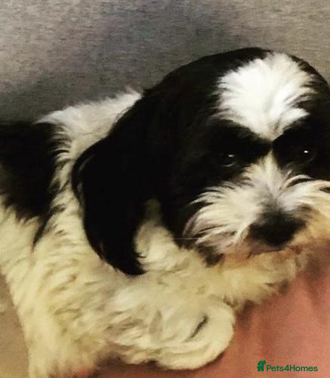 Shih Tzu dogs for sale: Poppy is looking for a new home  - Image 3