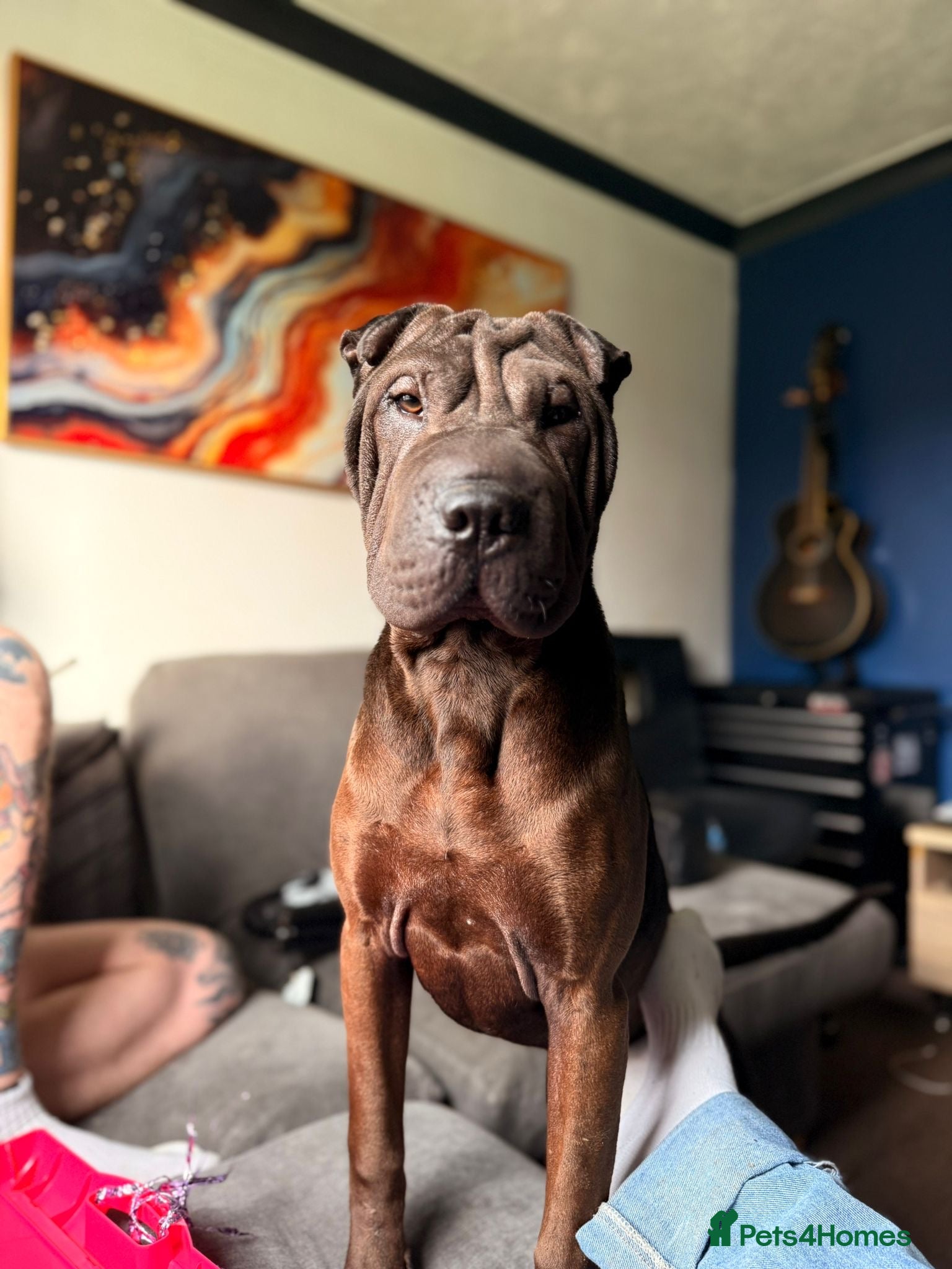 Shar Pei dogs for sale: Shar pei 10 months old  in Ipswich - Advert 1