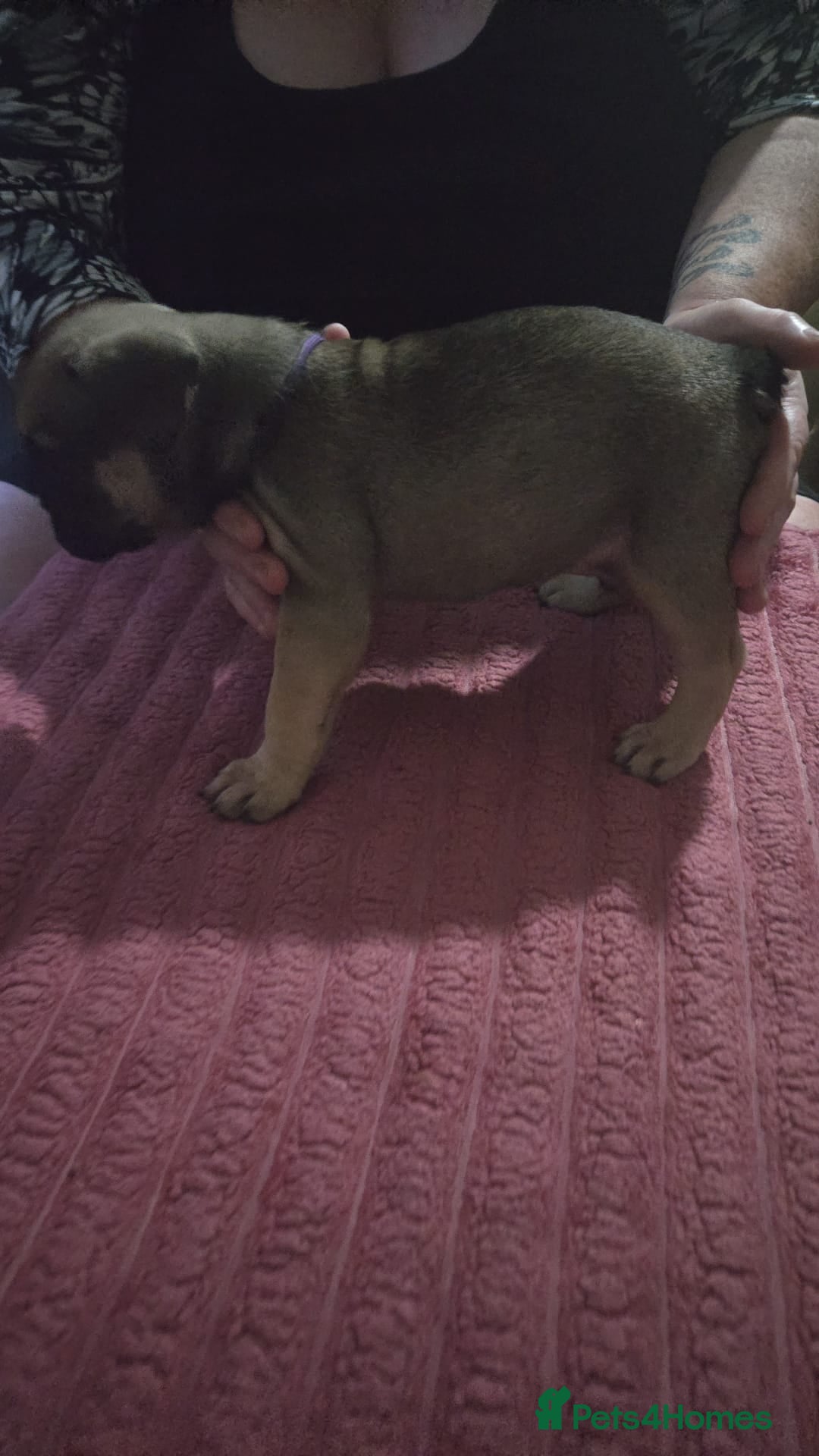 French Bulldog dogs for sale: French bull dog Puppies - Image 22