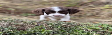 English Springer Spaniel 5