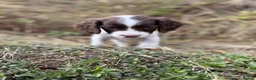 English Springer Spaniel dogs for sale:  Liver & White English Springer Spaniel Puppies - Advert 10