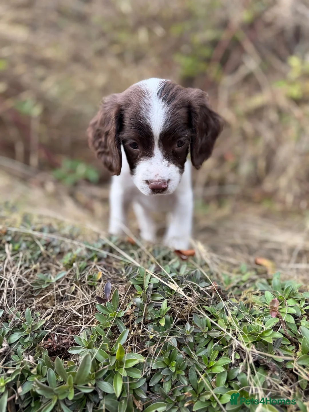 English Springer Spaniel dogs for sale:  Liver & White English Springer Spaniel Puppies - Advert 10