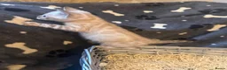 Bengal cats for sale: Bengal kittens blue eye snow and a green eye mink in Bradford - Advert 16