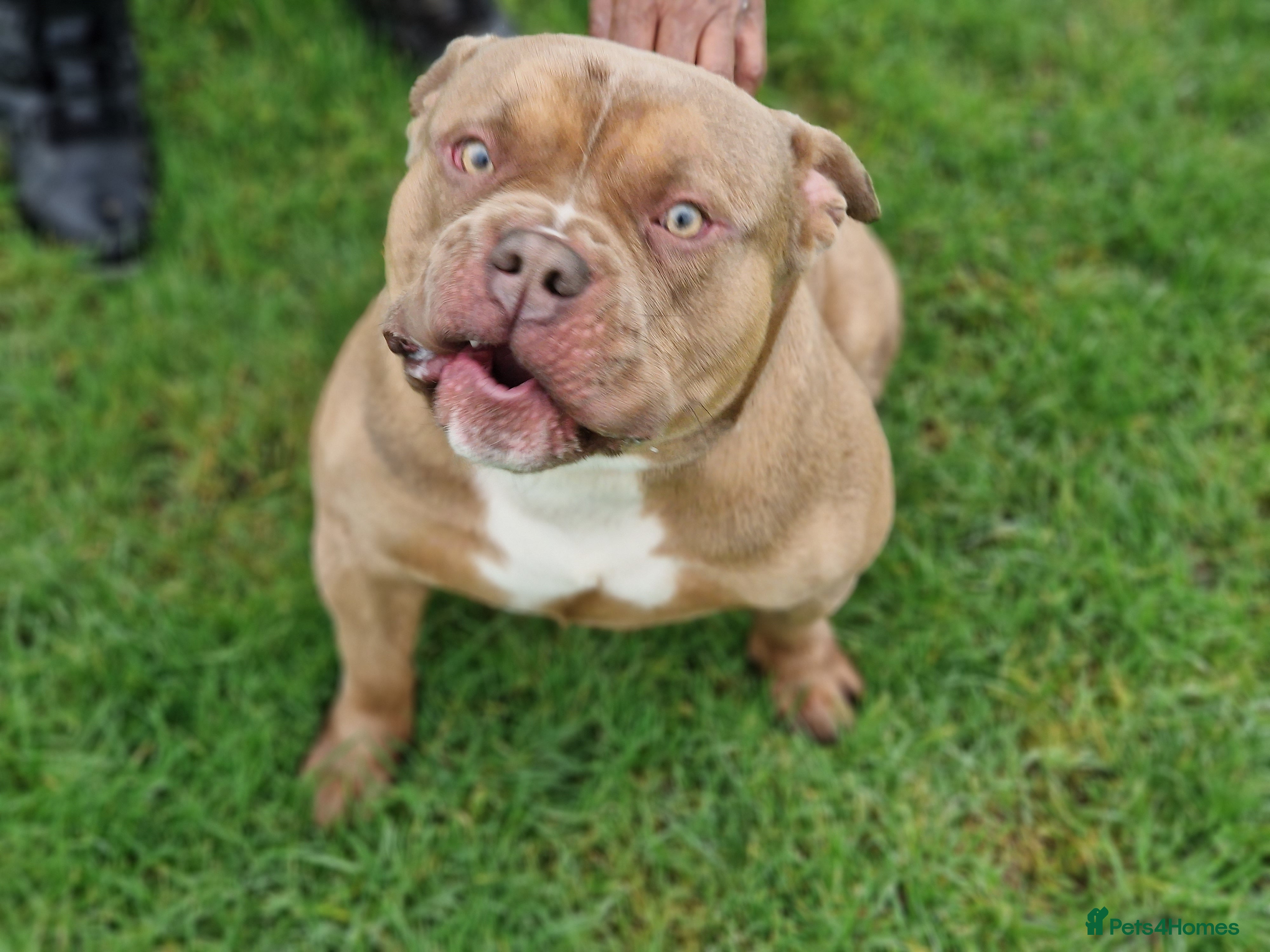 American Bully dogs 4 year old pocket bully  - Advert 4