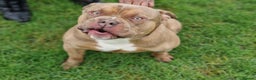 American Bully dogs for sale: 4 year old pocket bully  - Advert 1