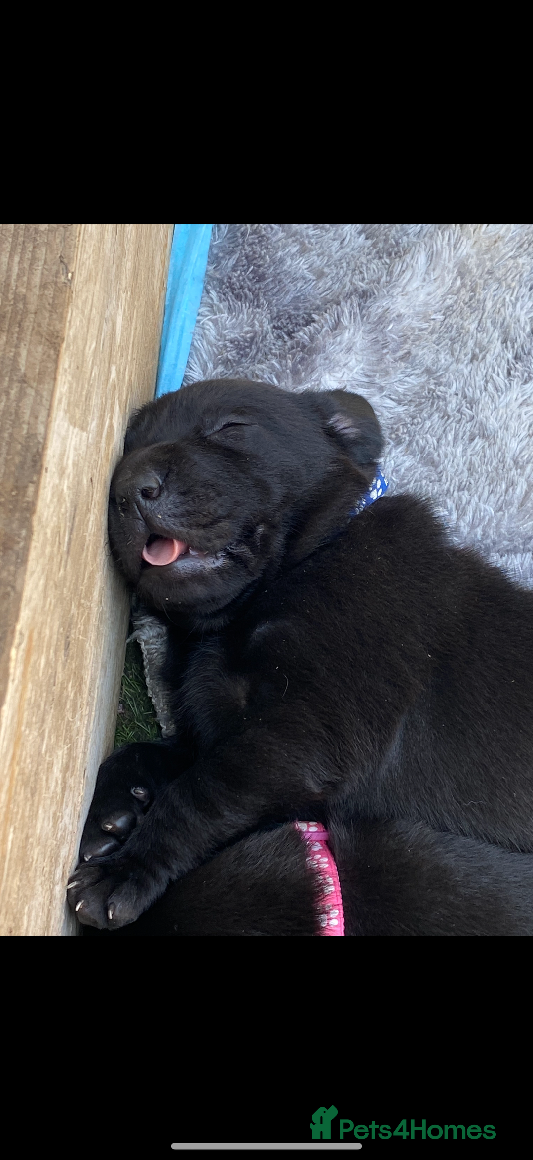 Labrador Retriever dogs for sale: Black labradors  - Image 12