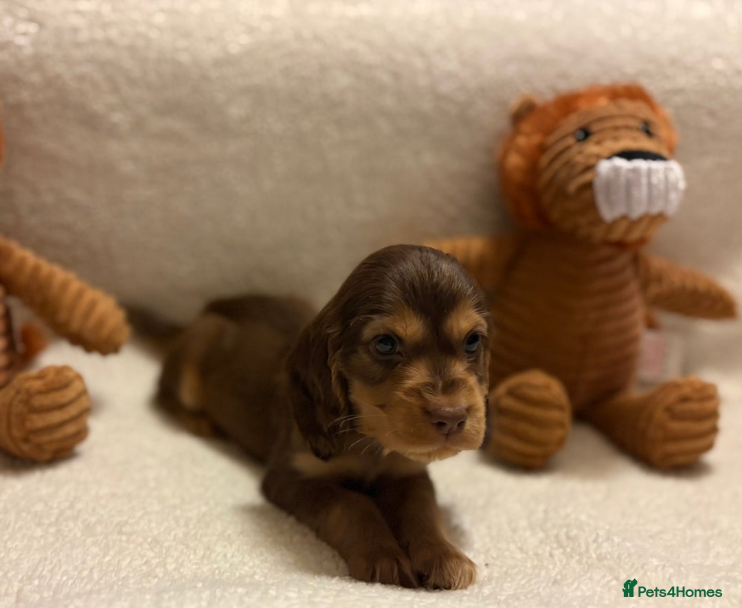 Cocker Spaniel dogs for sale: Show type spaniels - Advert 4