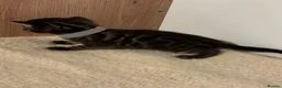 Bengal cats for sale: Pedigree Tica Bengal Kittens - Advert 28