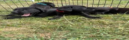 Labrador Retriever dogs for sale: Labrador puppies  - Advert 14