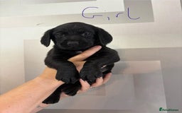 Cockerdor dogs for sale: Cockador puppies  - Image 16
