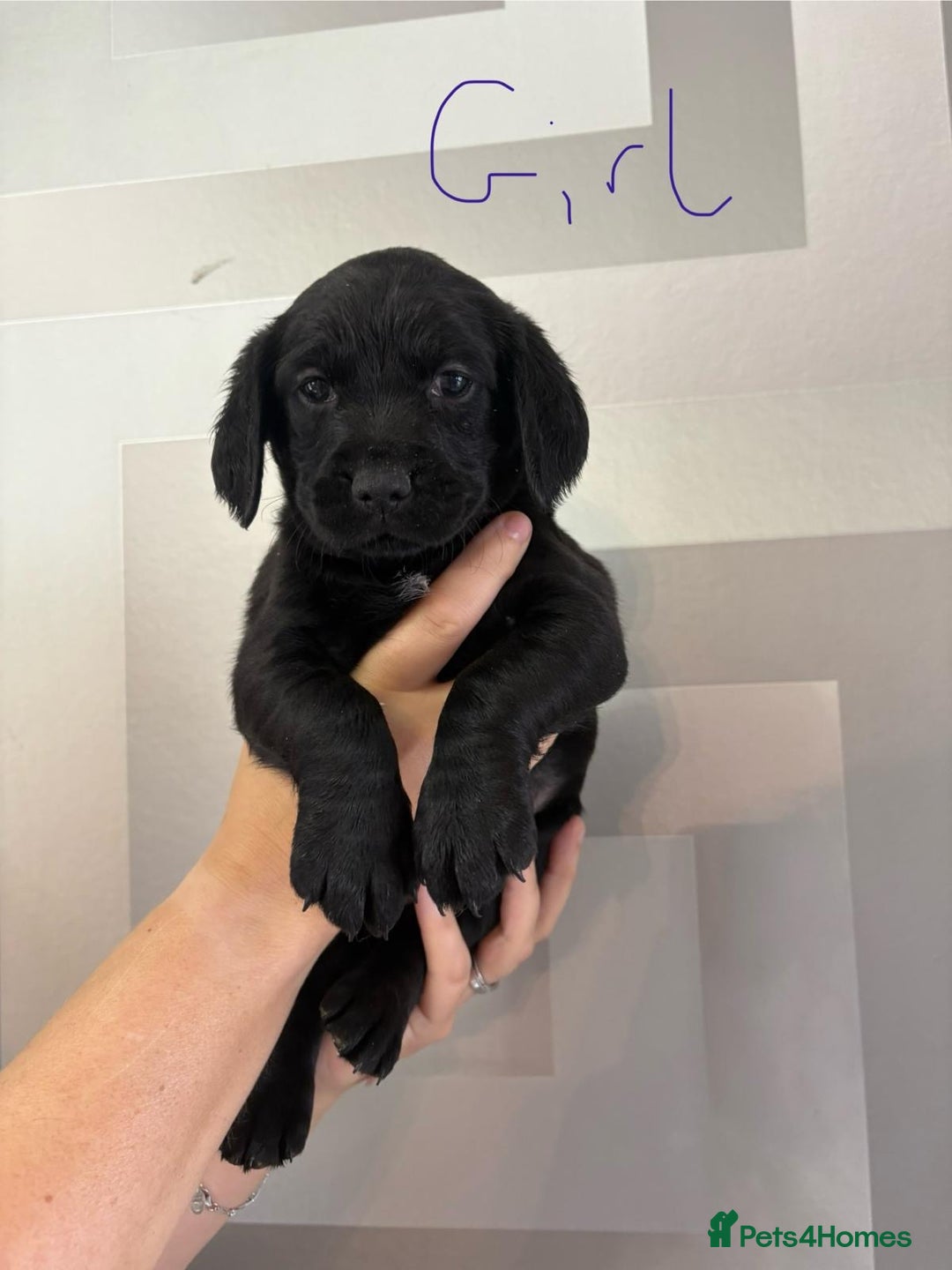 Cockerdor dogs for sale: Cockador puppies  - Image 16