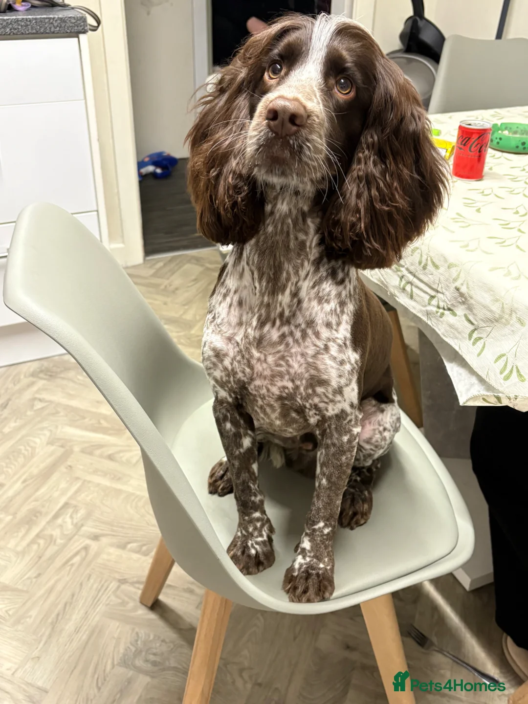 Cocker Spaniel dogs for sale: Cocker spaniel - Advert 2