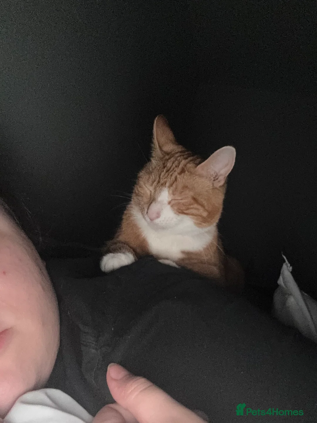 Mixed Breed cats for sale: Marla cat she’s 3 not 2 I can’t change  - Advert 14