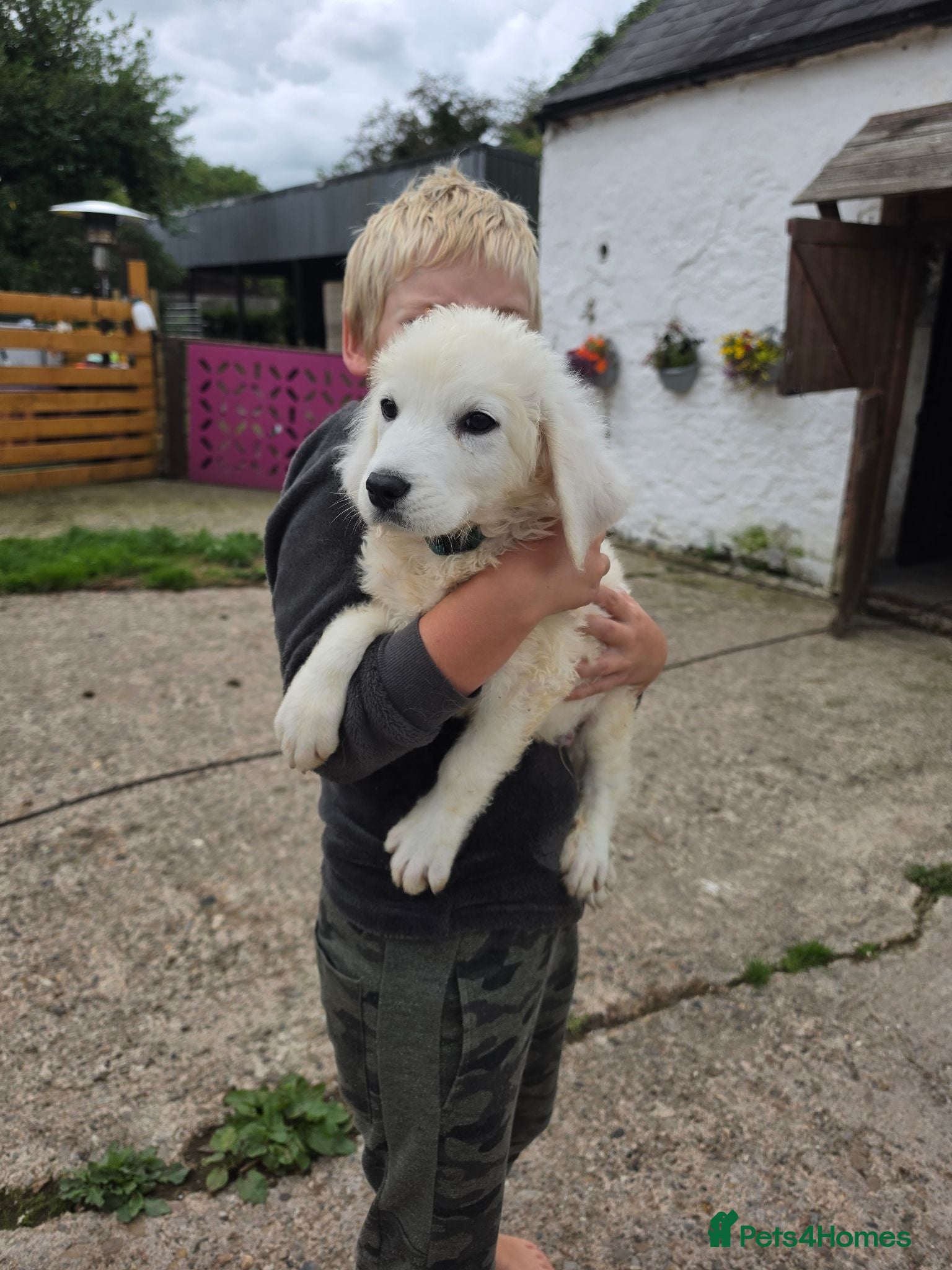 Pyrenean Mountain Dog dogs Polish tatra mountain dog - Advert 3