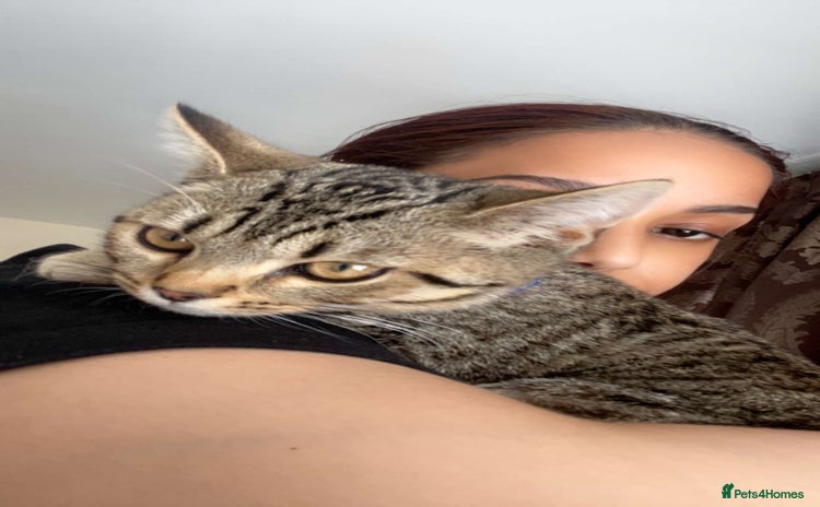 Mixed Breed cats Free cat - Advert 2