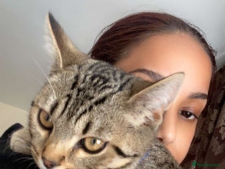 Mixed Breed cats Free cat - Advert 1