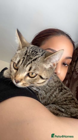 Mixed Breed cats Free cat - Advert 1