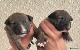English Bull Terrier dogs for sale: Brindle Champion sired Bull Terriers pups (MALE)  - Image 8