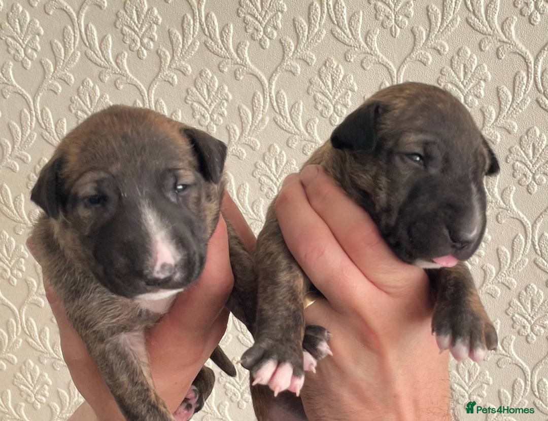 English Bull Terrier dogs for sale: Brindle Champion sired Bull Terriers pups (MALE)  - Image 8